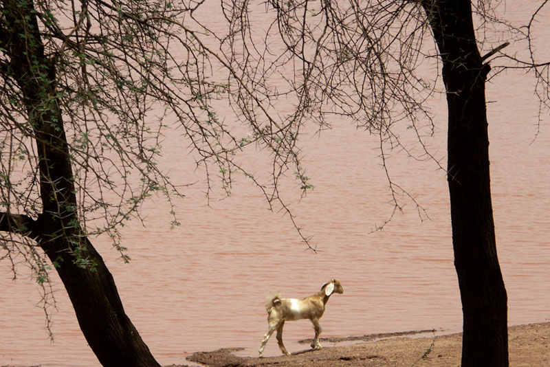 La Forêt des 29 - Le Monde de Djambo - Photo 24